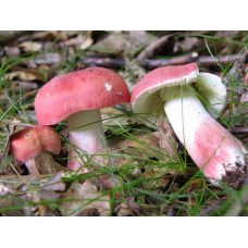 Мицелий Сыроежки красивой  / Сыроежка розовая (Russula bella)